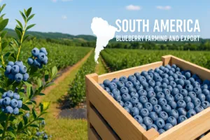 Blueberry recruitment farming. Executive search and farming blueberry jobs|Blueberry recruitment farming. Executive search and farming blueberry jobs