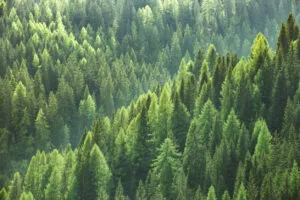 Paraguay Forest Jobs